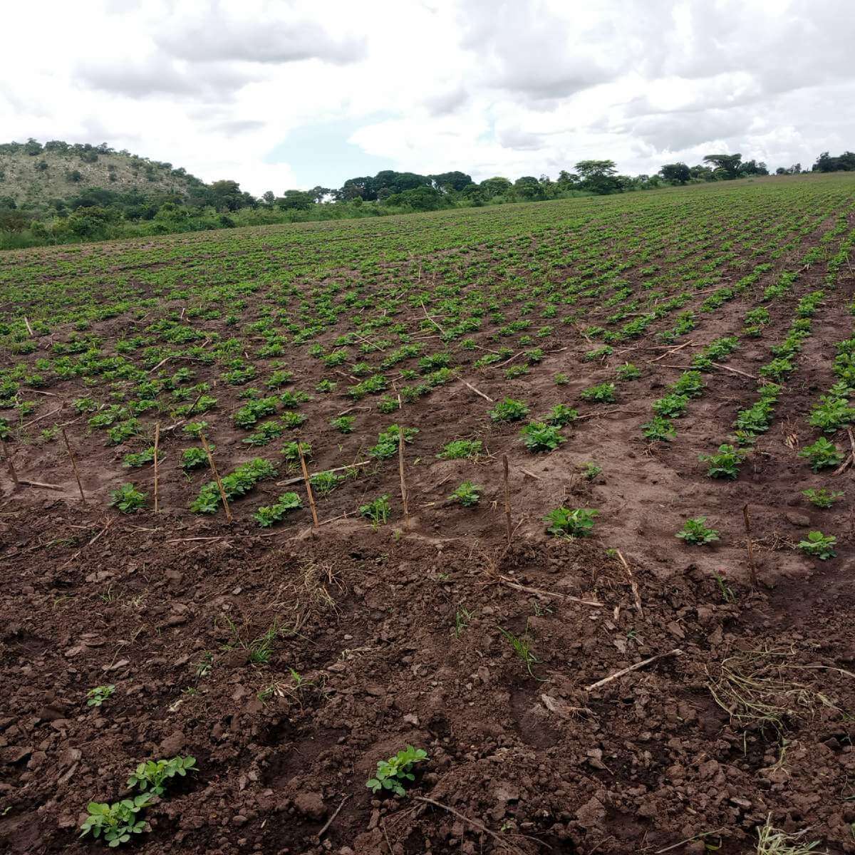 Ground Nuts Serenut 14R at the fields under multiplication